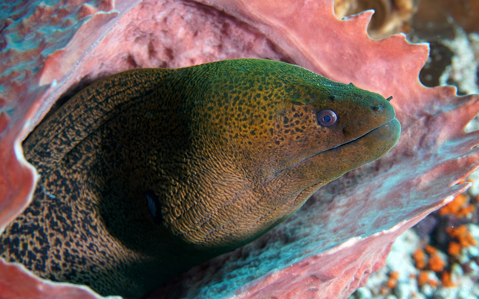 Banda Sea 2018 - DSC05982_rc - Giant moray - Murene Javanaise - Gymnothorax javanicus.jpg